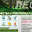 Безопасный лес АФИША.jpg - Администрация г.Воркута